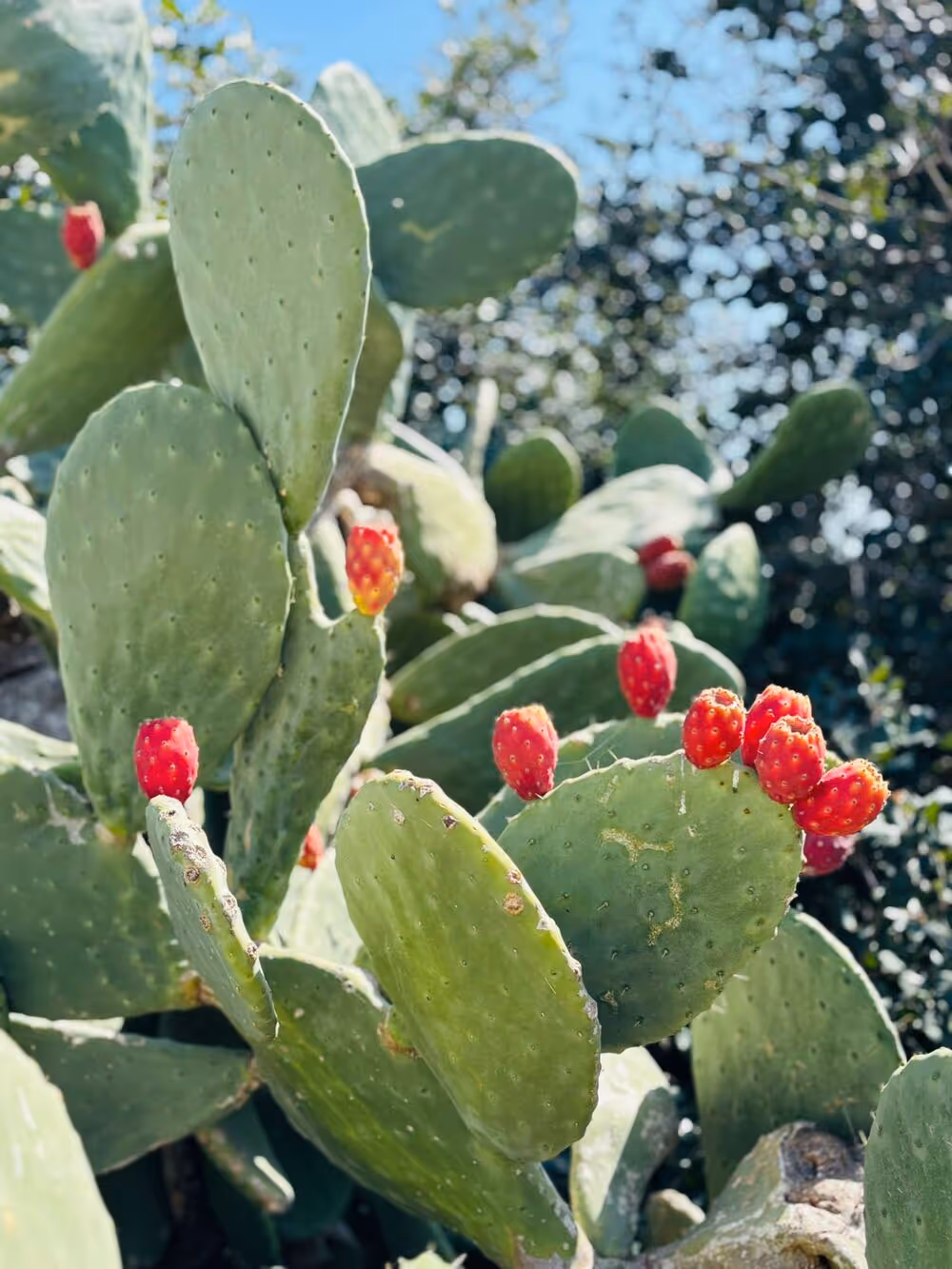 Cochenille-Nopal-Kaktus von Persönlichkeitsentwicklung